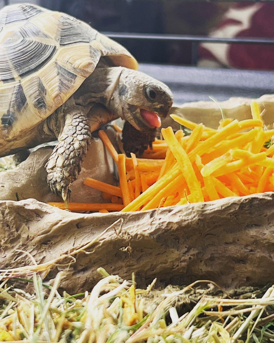TinyTheTortoise's tweet photo. My Hooman’s went away in their touring caravan to Lincoln for 4 days and do you know what they did? They took me with them! My first holiday and I loved it! https://t.co/iBvRtImAlM