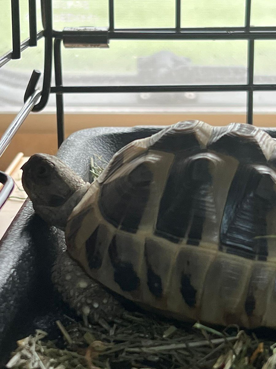 TinyTheTortoise's tweet photo. My Hooman’s went away in their touring caravan to Lincoln for 4 days and do you know what they did? They took me with them! My first holiday and I loved it! https://t.co/iBvRtImAlM