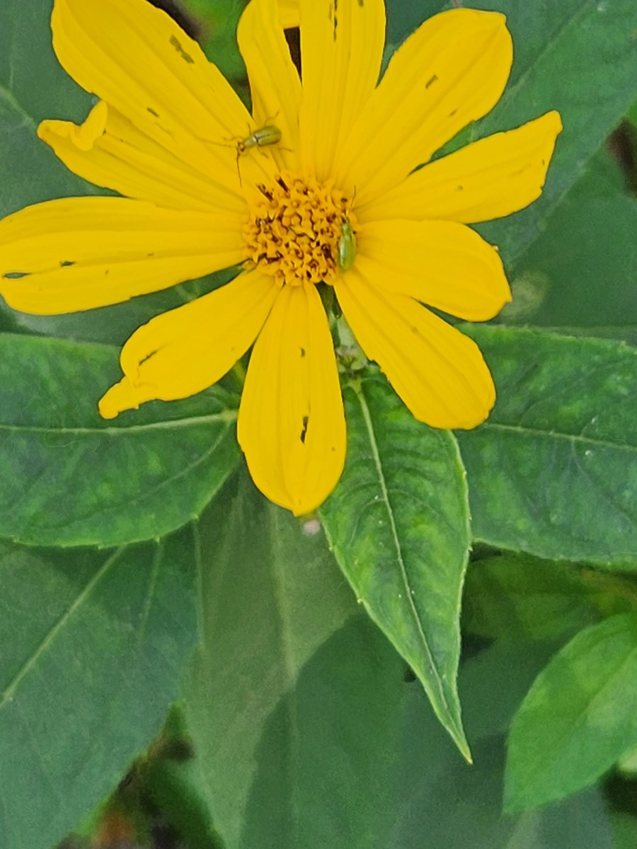 #Rootwormbeetles No corn, No problem. Always bet on #MotherNature. @CHSAgronomy @CHSAgSolutions