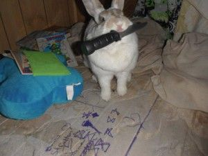 Bunnies tweet media