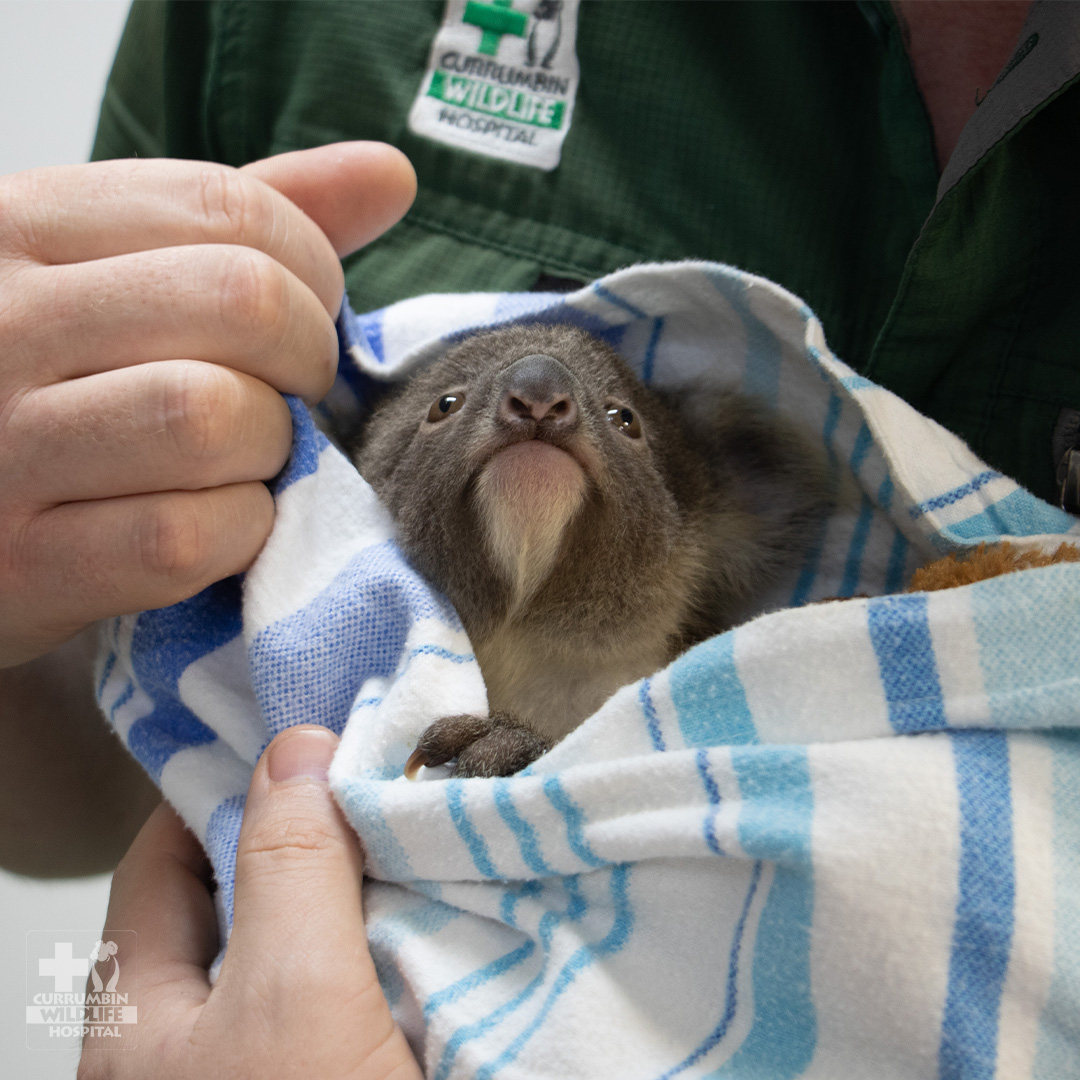 Currumbin Wildlife Hospital tweet media