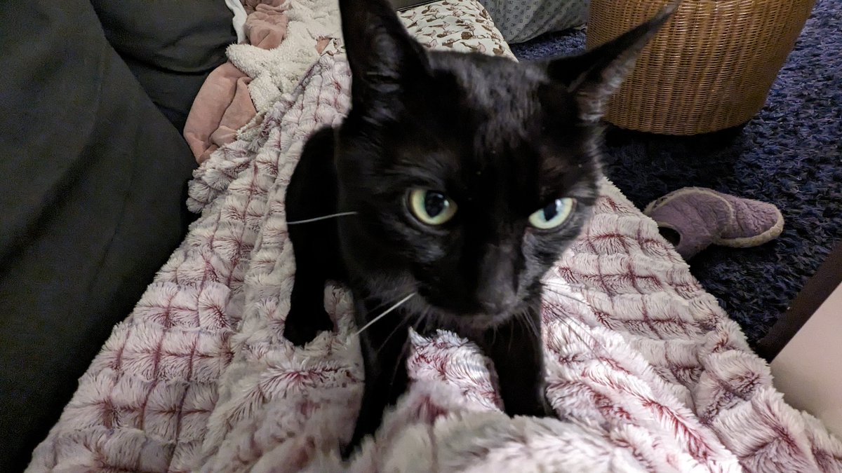 Honghong Lu tweet media