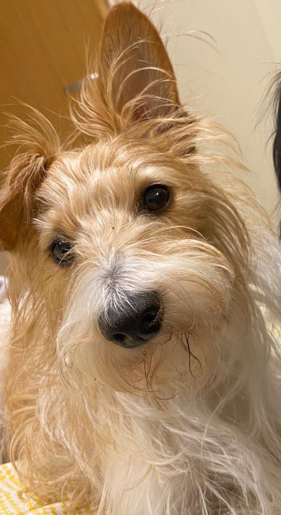 DnnaBalsdn's tweet photo. @Qwerkydurky1 Albie sends hugs…. https://t.co/sM6FpTSmB5