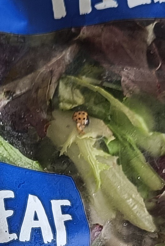JamWhit3's tweet image. Be wary of the salad from @AldiUK, it may contain ladybirds, apparently.