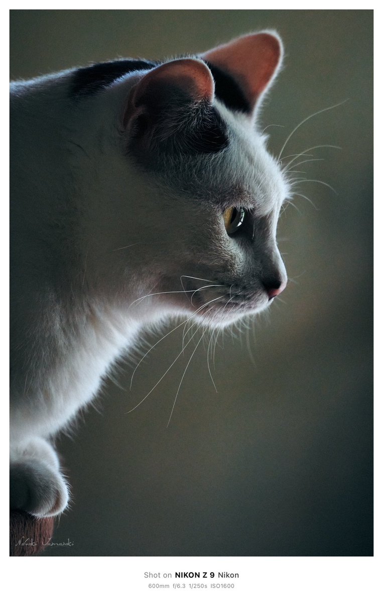 _studioimagine_'s tweet photo. 眼差し

#私とニコンで見た世界 #猫 #cat #たまに見せる真面目顔 https://t.co/Li7cFEYf4O