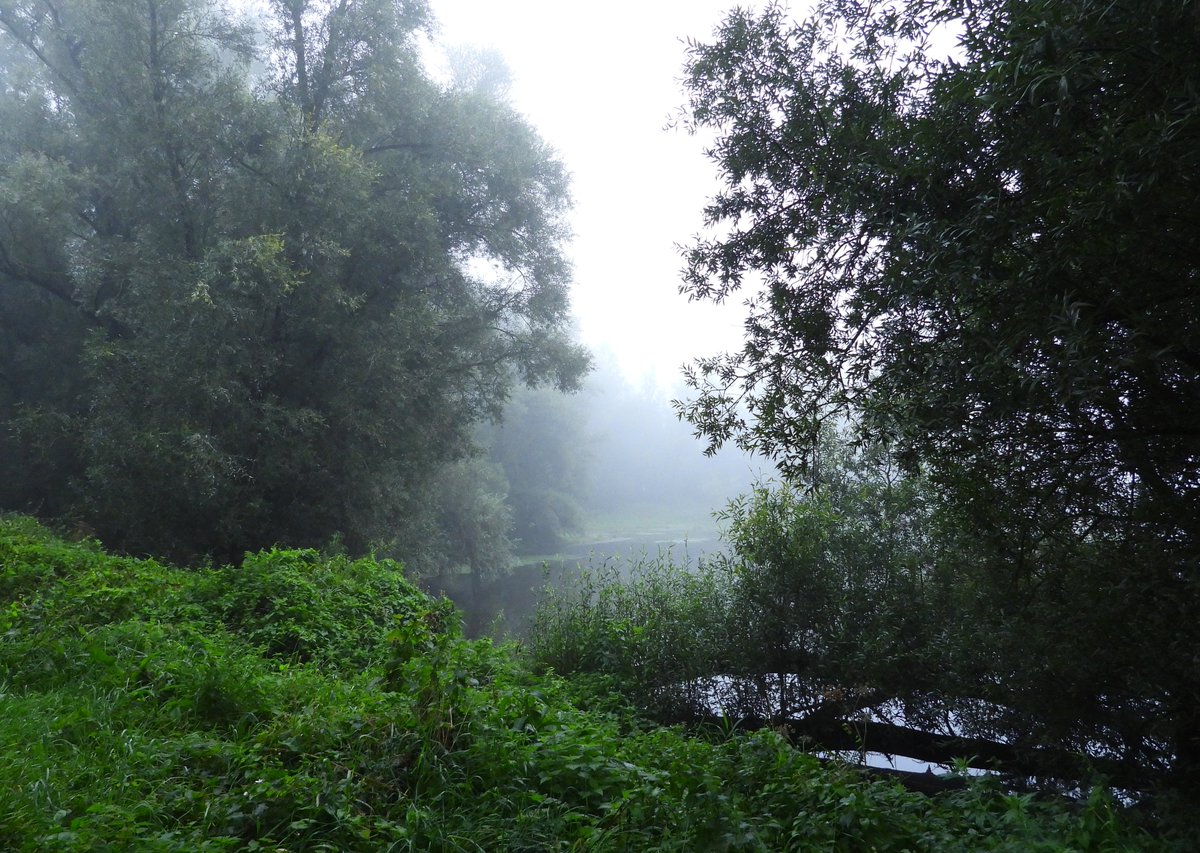 Kittydabunik's tweet photo. heerlijke wandeling ien de #mist #fog genieten van de #natuur en tuurlijk #fotos maken ๐๐#landscapephotography #NaturePhotography #naturelover #NatureBeauty #NatureBeautiful #mistymorning #rodegeus https://t.co/XvVW0PO76L