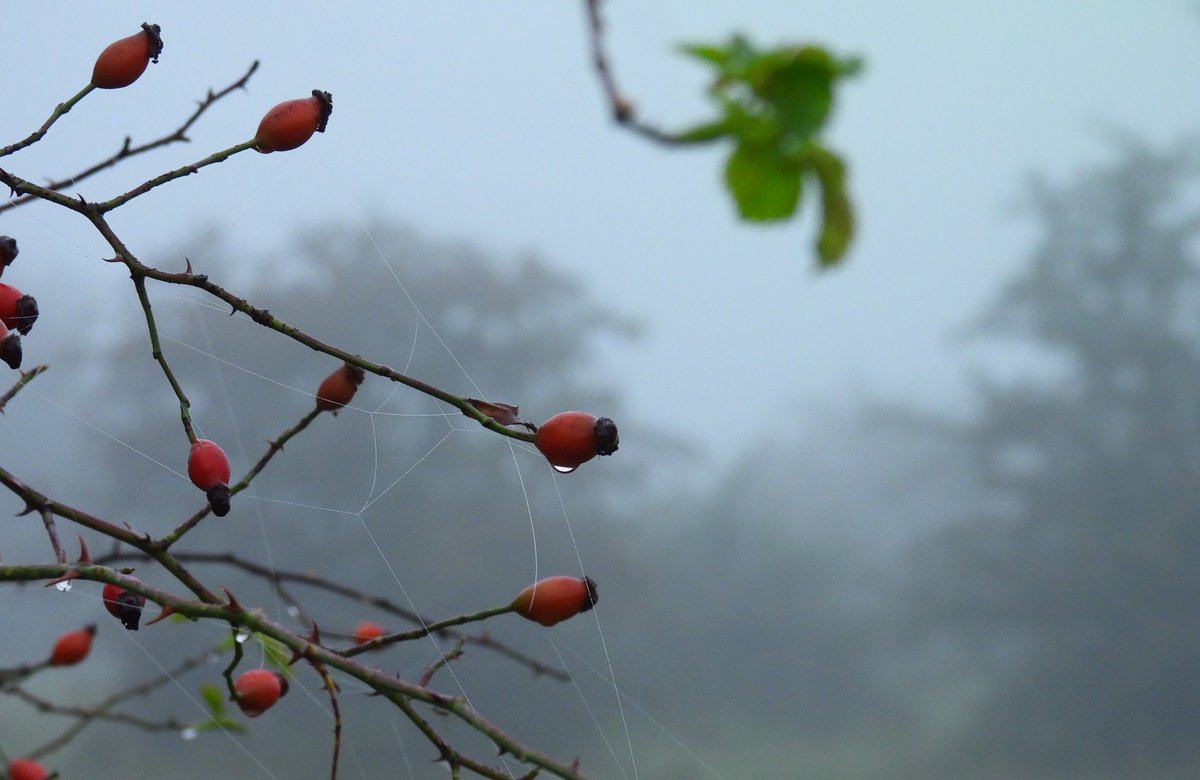 Kittydabunik's tweet photo. heerlijke wandeling ien de #mist #fog genieten van de #natuur en tuurlijk #fotos maken ๐๐#landscapephotography #NaturePhotography #naturelover #NatureBeauty #NatureBeautiful #mistymorning #rodegeus https://t.co/XvVW0PO76L