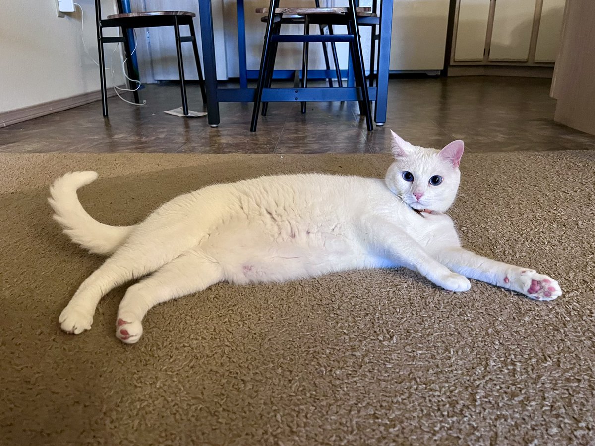 abstractabs's tweet photo. Marie gave us a scare when she got out this morning, but she has no idea what we’re talking about 🤷🏼‍♀️ https://t.co/vqVyPBAaeR