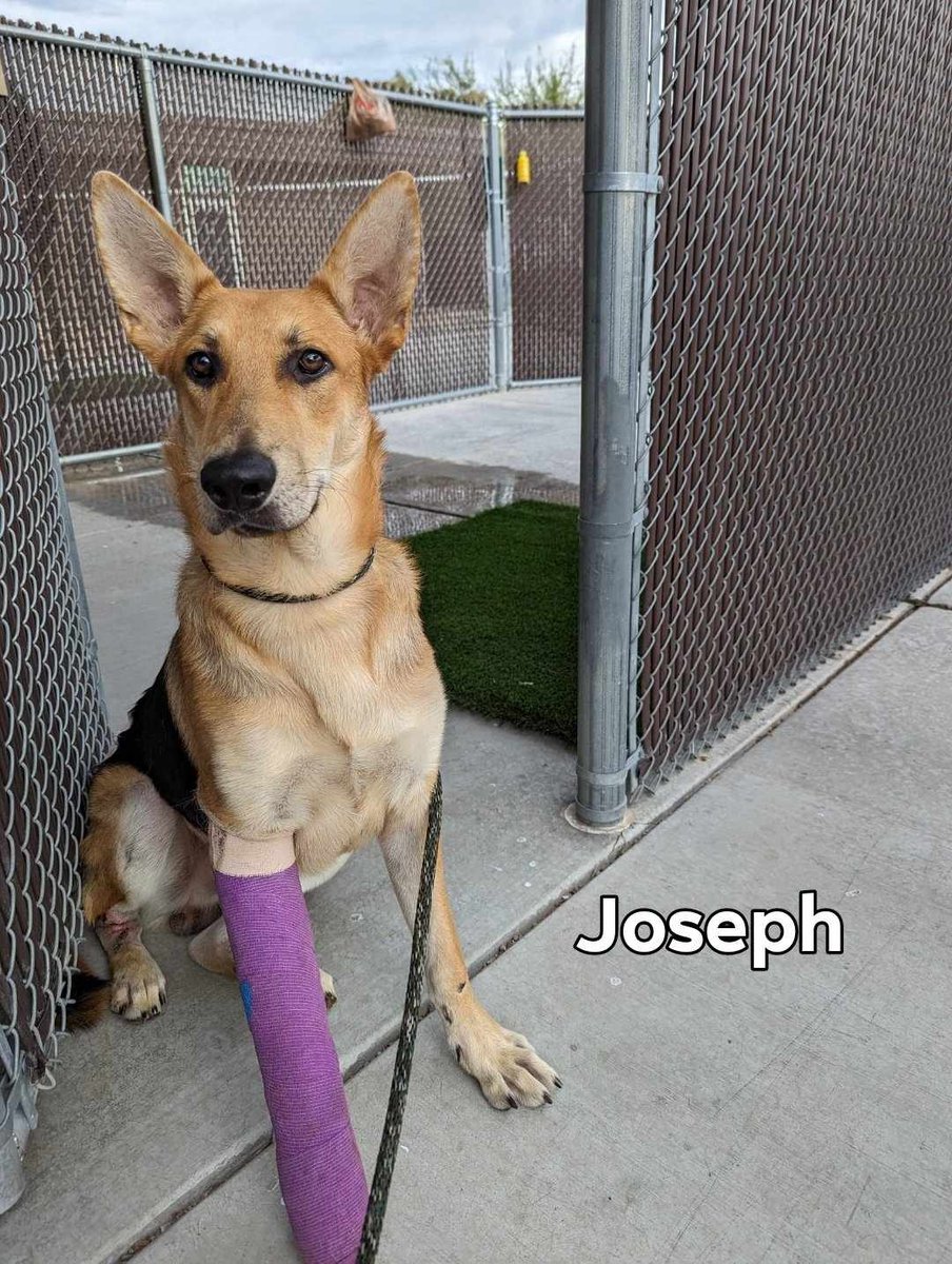 Joseph came to PACC after being hit by a car and is doing great at the shelter - but he really needs a foster while he heals. 
If you foster Joseph - all the medical is provided - you provide the love.
Visit PACC today!
🐾 ID# A819359; Age 2 years
#PACC #fosterssavelives #dog
