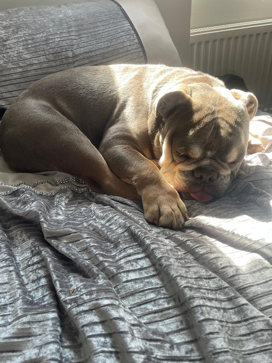 nutcuttlit's tweet photo. Meet the newest member of the family, handsome boy Barra https://t.co/wW2wjHCu0k