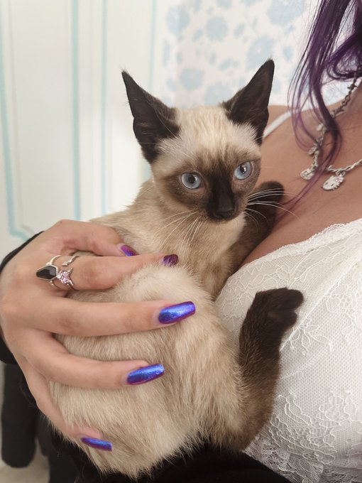 my brother got a new kitten and i wanna take her home so bad 😭 https://t.co/GAM8cd5b6K