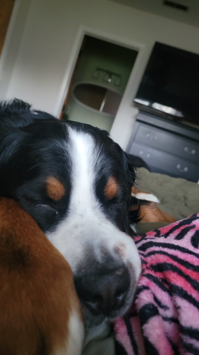 doglettt's tweet photo. I'm obsessed 😭🥰 https://t.co/tvAQPzc1R2