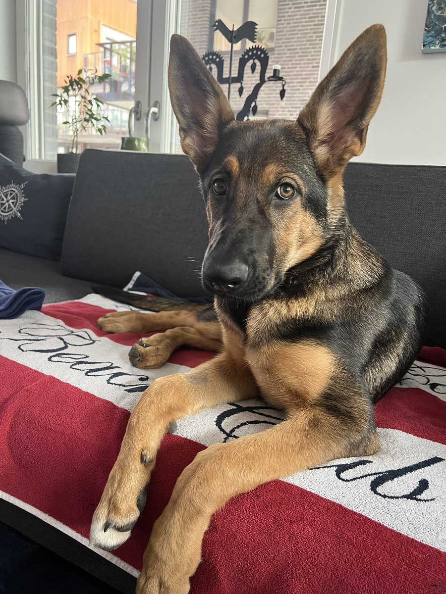 Dagens häng! Kava the dog!