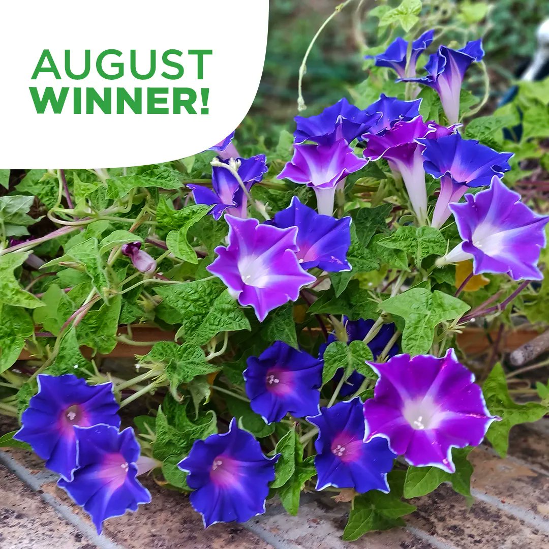 Congratulations to Karen in Texas; her morning glories have won our monthly photo contest! 

Want the opportunity to be featured? Enter the contest here 👉 earthsally.com/contest