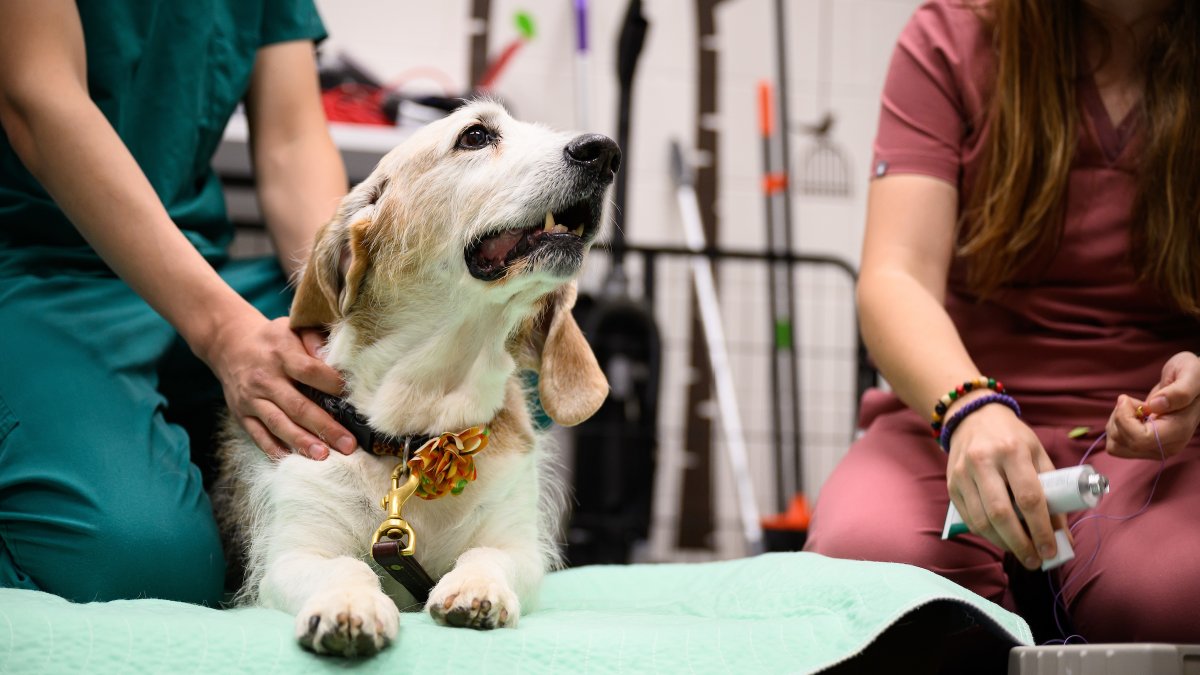 NC State Vet Medicine tweet media