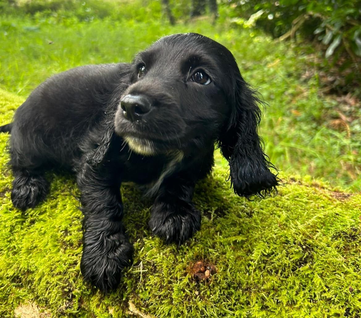 Meet Vader! 🐶

Vader is a well-socialised Cocker Spaniel 8-week-old puppy looking for his forever home. He has started his vaccinations and begun lead training and is doing really well. 🐕

Could Vader convince you to come to the DOG side? 💙

Learn more: ispca.ie/rehoming/detai…