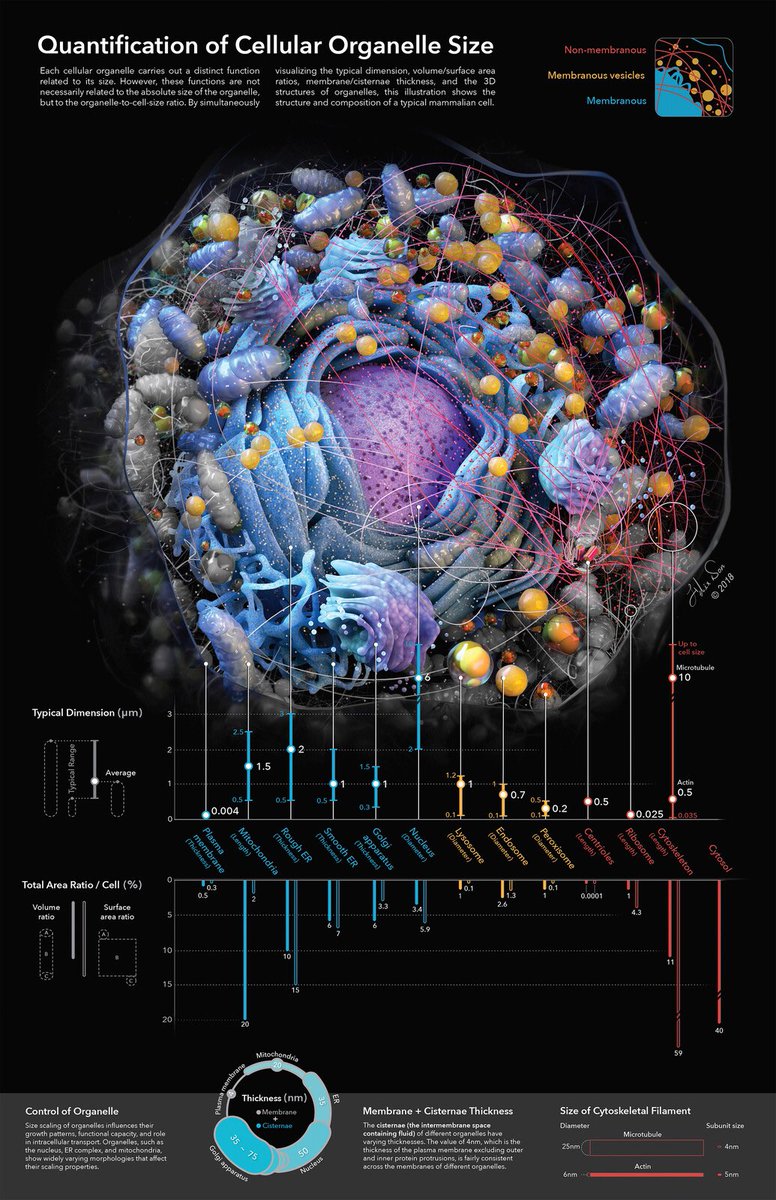 OACerebro's tweet photo. 🔬👩‍🔬 ¡Descubre cómo ver las células como nunca antes! 

Esta ilustración es para estudiantes de pregrado y te muestra cómo cuantificar organelos en una célula mamífera típica. Escala a nivel subcelular a menudo se malinterpreta en libros, ¡pero aquí verás la verdadera proporción! 🧫🔍

🎨💡 Un modelo 3D basado en datos científicos y un código de colores te ayudará a entender mejor.

🌐 https://t.co/s5h5LbxLOA