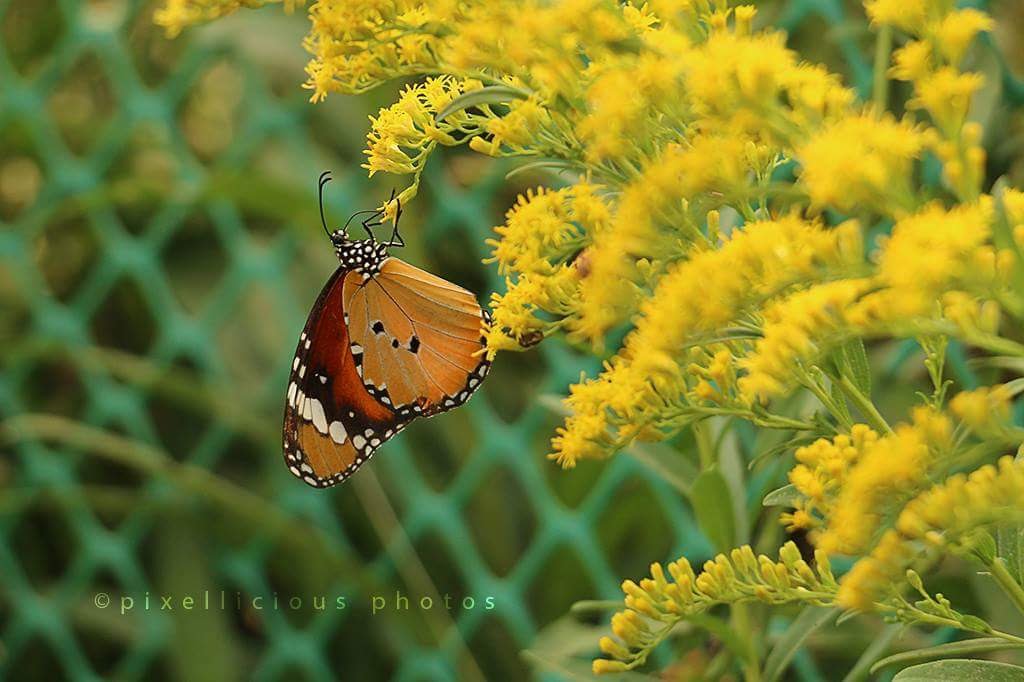pixelliciousd's tweet photo. 📸 Share your best butterflies, bugs, and bees photos! 🦋🐞🐝 Let's celebrate these amazing creatures. Use #BugPics and #BeePhotos to join the buzz! 🌼 #NaturePhotography #Insects #WildlifePhotography #butterflies #bees https://t.co/JkIZu5xJKF