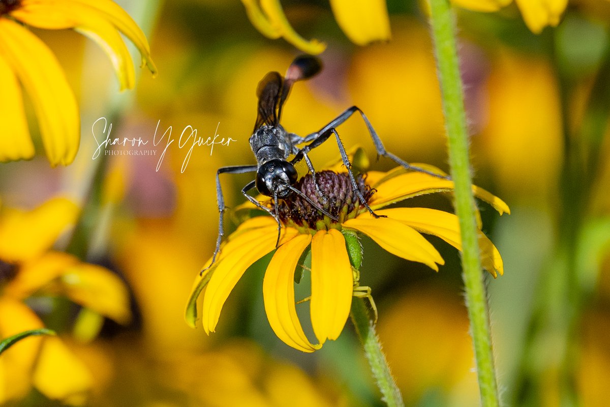 Wasp...
#insectphotography #insects #bugphotography #bugs #buglife #wasps #flowerphotography #nature #naturephotography #ThePhotoHour #closeupphotography #Nikon #Nikonphotography #nikoncreators #beautyinnature #naturelovers #insectsofourworld #insectsoftheworld #wasp #insect