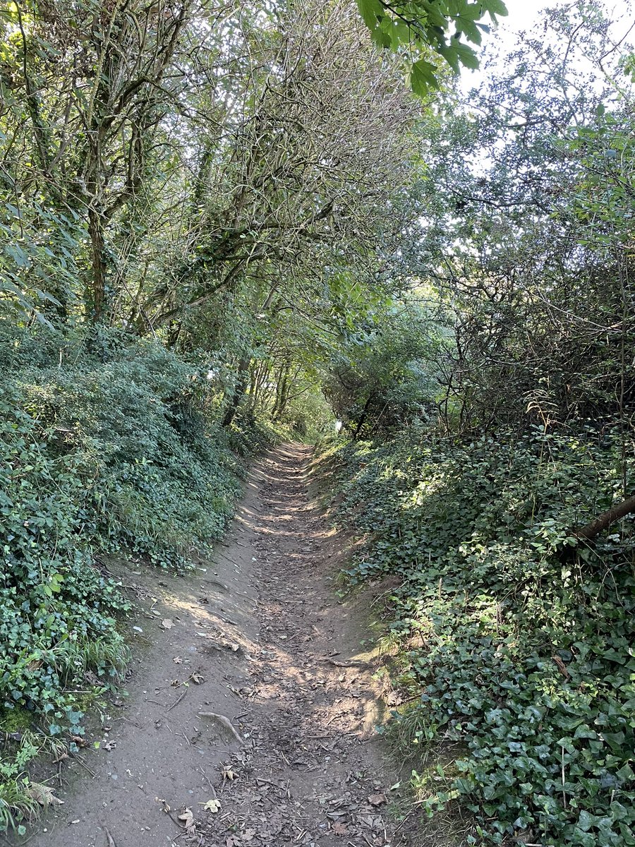 JanetStanley1's tweet photo. #Penpol walk, Little Egrets, Magpies, Red Admirals, Speckled Woods and sunshine https://t.co/hwguVol5vy
