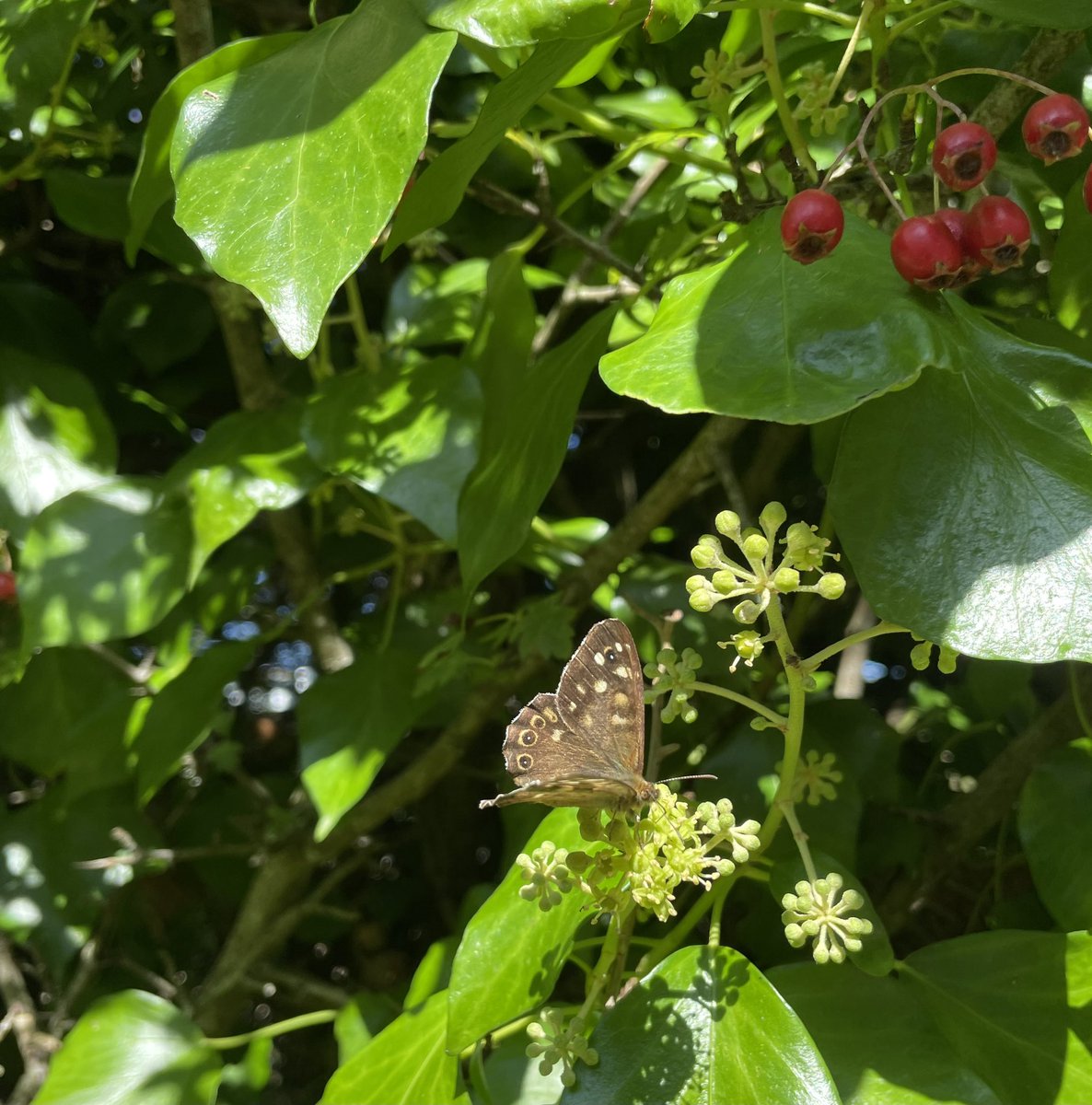 JanetStanley1's tweet photo. #Penpol walk, Little Egrets, Magpies, Red Admirals, Speckled Woods and sunshine https://t.co/hwguVol5vy