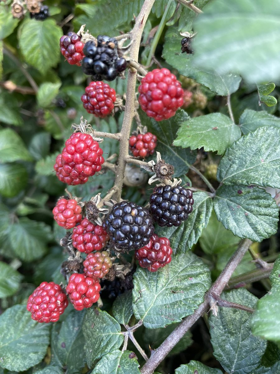 JanetStanley1's tweet photo. #Penpol walk, Little Egrets, Magpies, Red Admirals, Speckled Woods and sunshine https://t.co/hwguVol5vy