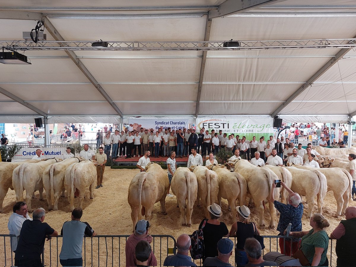 Photo de famille des #Charolais au @festielevage de Chemillé. Super concours interregional pour les Pays de la Loire.