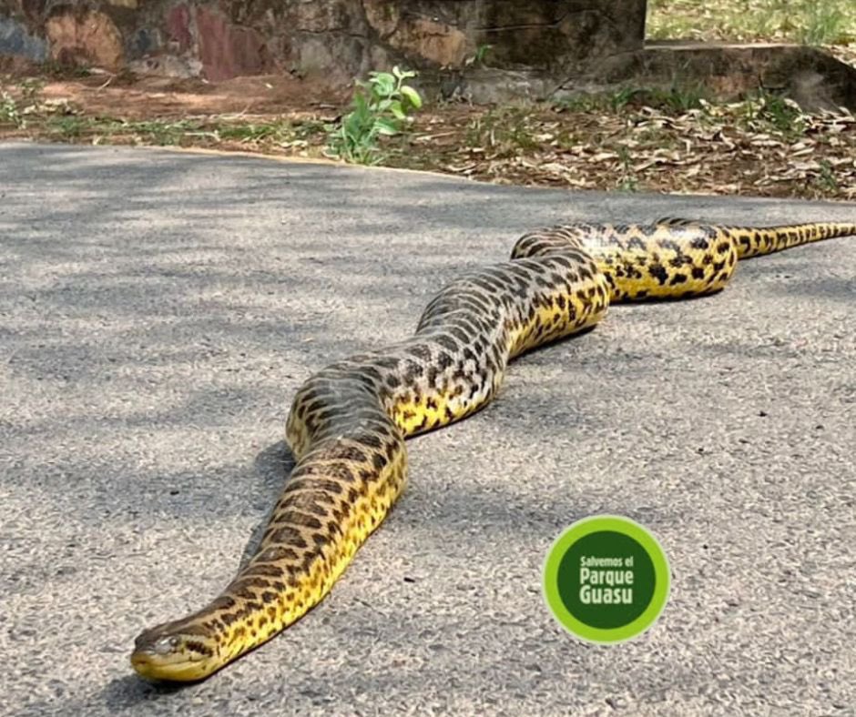 parqueguasupy's tweet photo. Holis!!
Hoy salí de nuevo a pasear por el #parqueguasu 💚
Si la ves en tus caminatas, no la molestes ! Déjala seguir su camino 🙏🏻🙏🏻
NO ES VENENOSA https://t.co/f7dxN5JUth