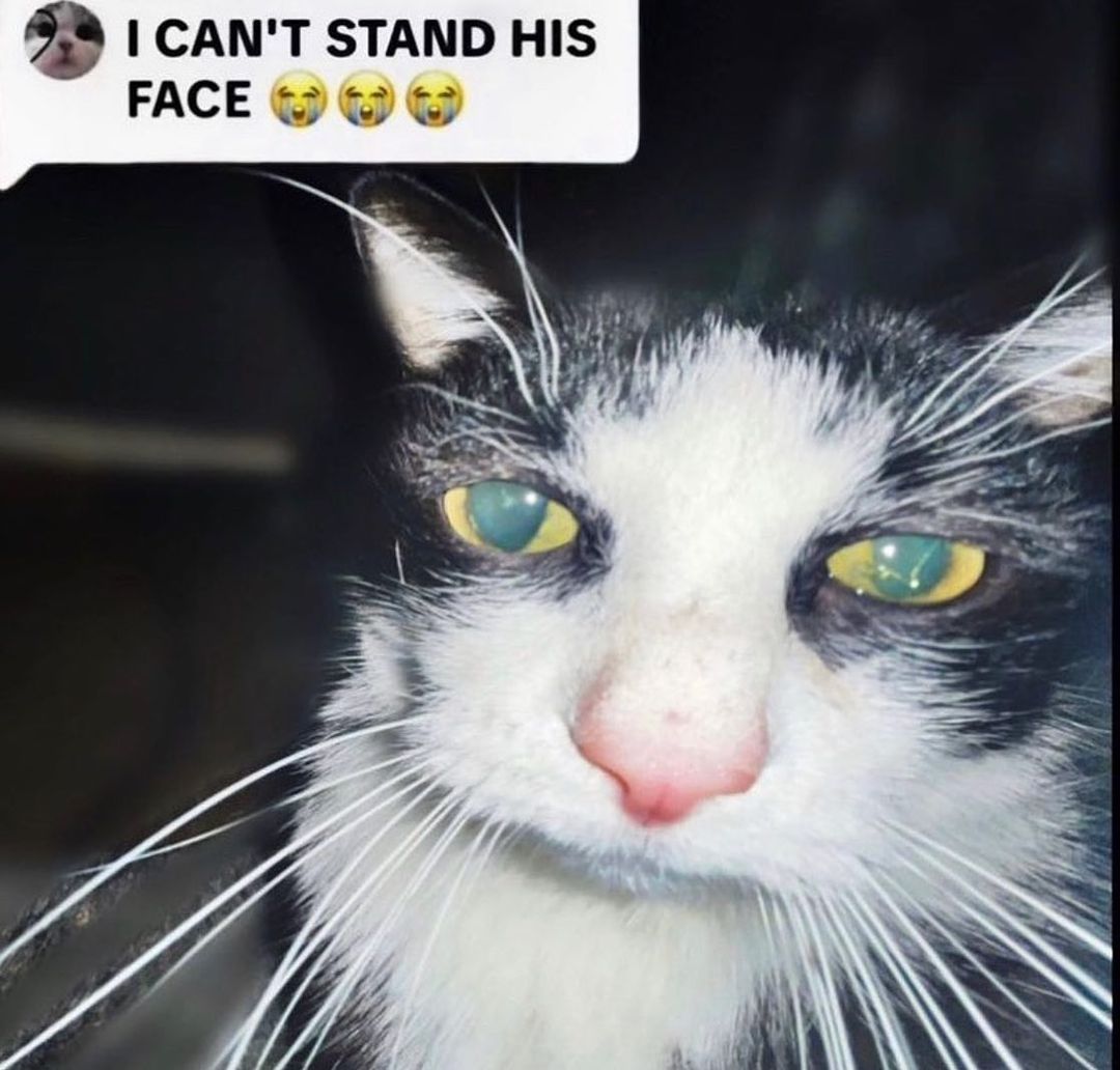 mischiefanimals's tweet photo. https://t.co/J3vp19CyCc