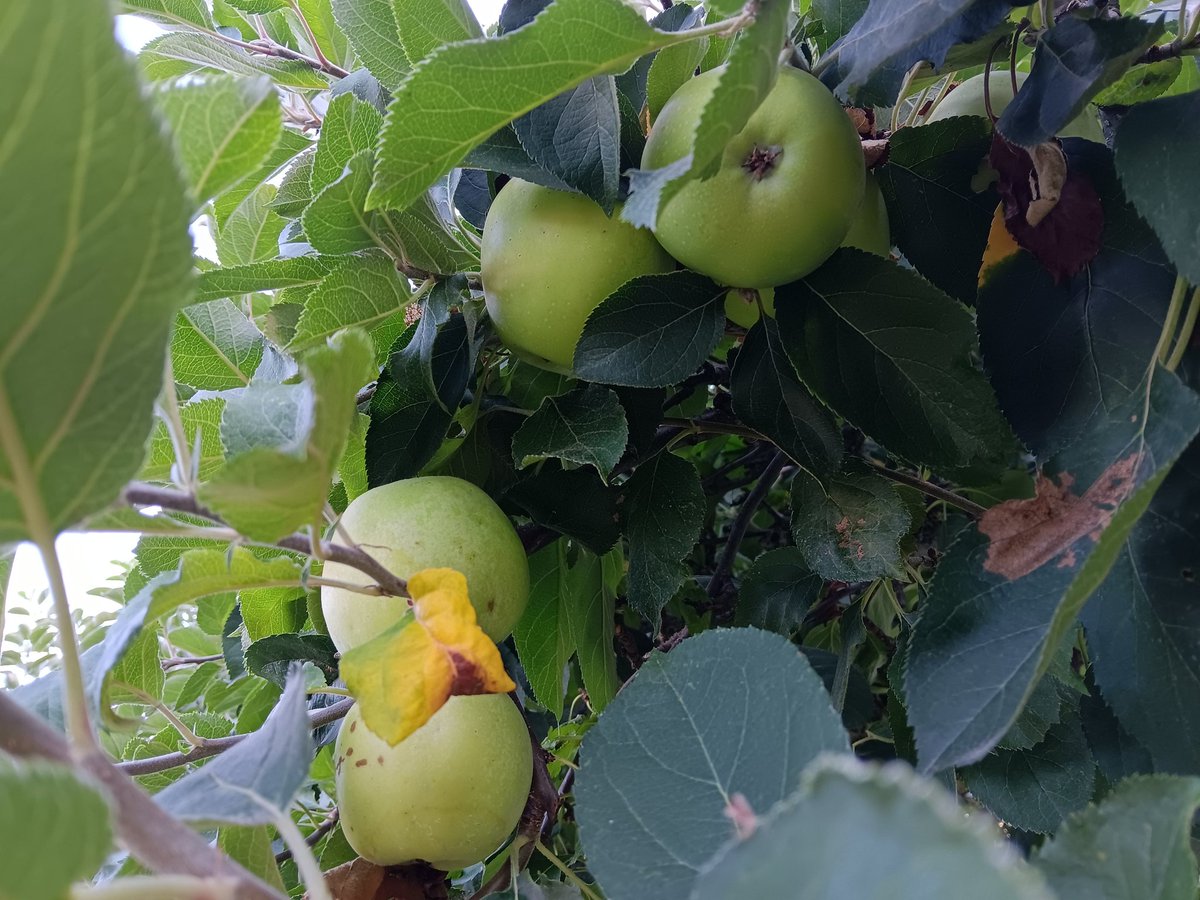 cryo2052's tweet image. APPLES!!!  🍏 🍏 🍏 
Someone realized as they were planning this park that having some apple trees here would be a good idea. That&apos;s the kind of forward thinking we need in society.

Everyone&apos;s to wrapped up in their own now to think ahead

#apples #geologictime #appletrees