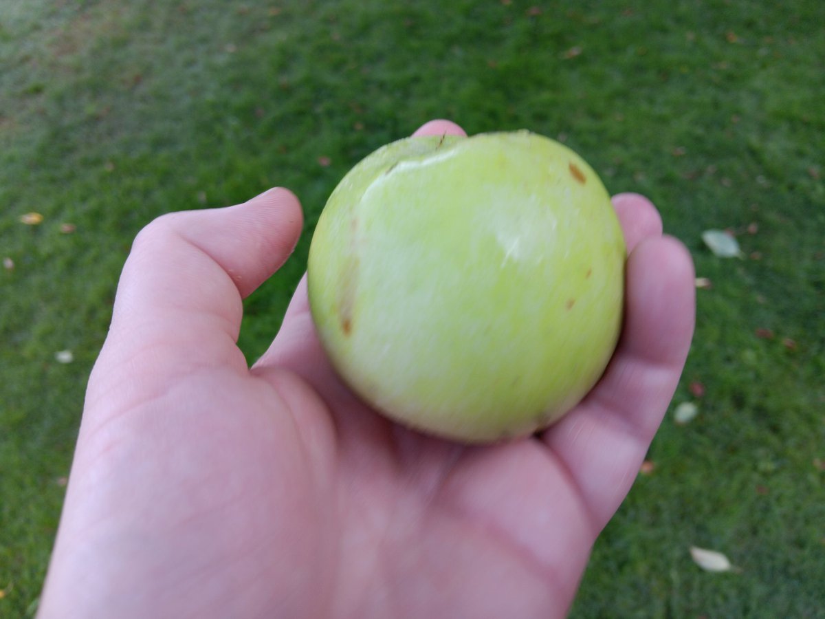 cryo2052's tweet image. APPLES!!!  🍏 🍏 🍏 
Someone realized as they were planning this park that having some apple trees here would be a good idea. That&apos;s the kind of forward thinking we need in society.

Everyone&apos;s to wrapped up in their own now to think ahead

#apples #geologictime #appletrees
