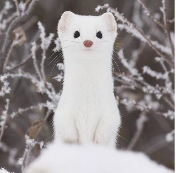 Henysbel's tweet photo. Me acabé de enterar que este animalito le tiene mucho miedo a ensuciarse y los cazadores le ensucian la cuevita porque saben que si la ven sucia no van a volver a entrar y así es más fácil atraparlos https://t.co/M1St0JTCYP