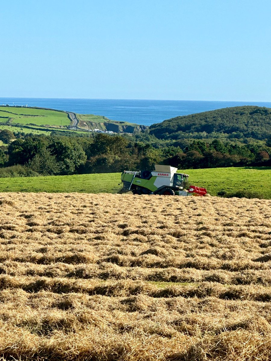 gpkilbeg's tweet image. Harvesting spring barley with Kilmurrin Cove as the backdrop. #harvest2023 #springbarley #geraldine #brettbrothers