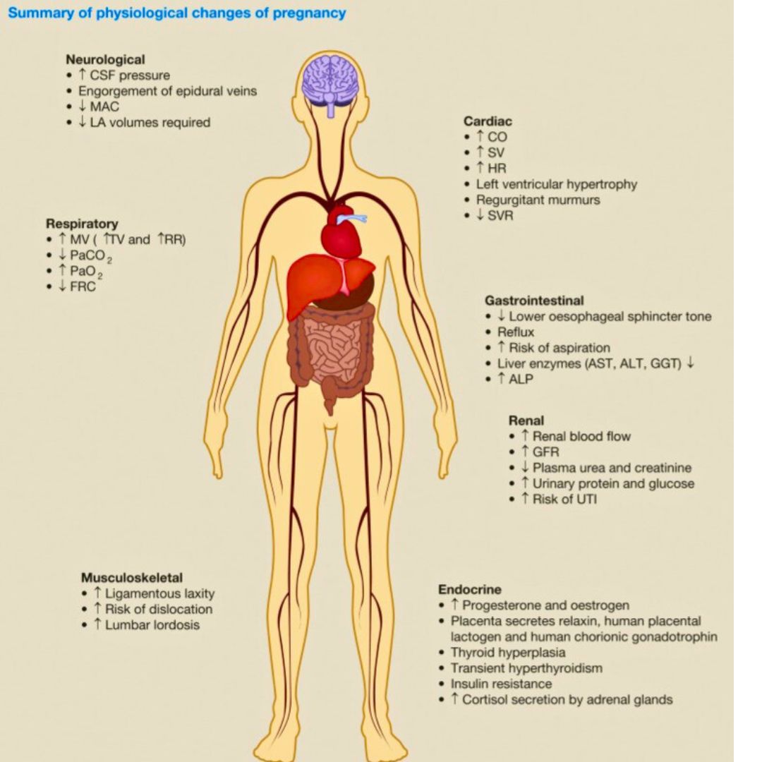 pgMedicine's tweet photo. Physiology of Pregnancy: How the Body Adapts for Fetal Health

Watch our visual guide here 👇

https://t.co/smh0NIlyQG https://t.co/R2GIDTuXWf