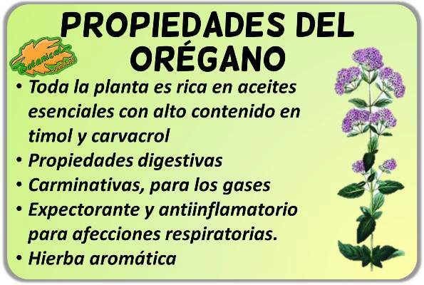 <a href="/EnsedeCiencia/">Enséñame de Ciencia</a> Y el órgano brujo o también conocido como orégano de Castilla. Mata virus, bacterias hongos mohos. Es muy bueno. Esa es la razón por la cual le dicen orégano brujo porque tiene muchas propiedades medicinales. Se puede consumir echándolo en los guisos, 1 sola y luego la sacas y en