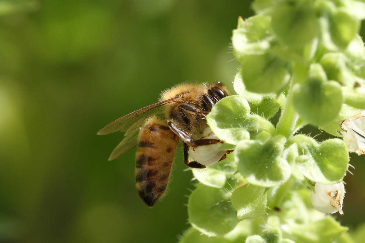 Why you should not cut all your basil when it is making flowers... someone else will like it!