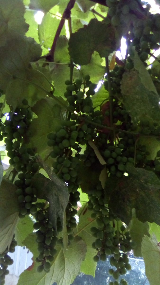 vasy13ionela's tweet photo. #20230902 , #grapes , #ripe , #unripe , #vineyard , #vine , #grapery , #vault , #arch , #green , #garden , #autumn , #nature #π± #πΈ #π #π€οΈ #π https://t.co/QvVXz2q97V