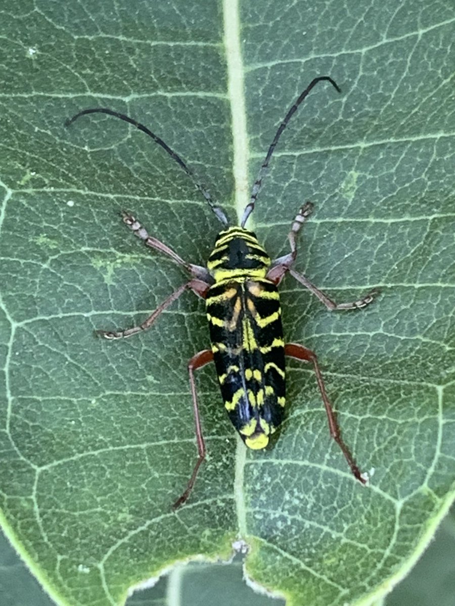 @nvolpewild #locustborer 😊#wildbackyard #backyardbiodiversity #conservation