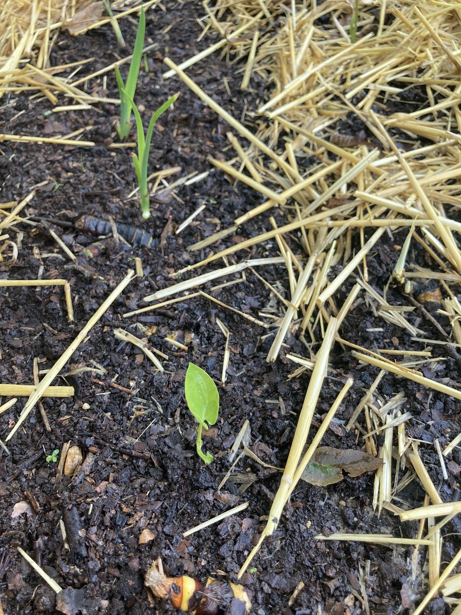 Sus imposter in my Louisiana iris rhizome bed. (Sagittaria latifolia).