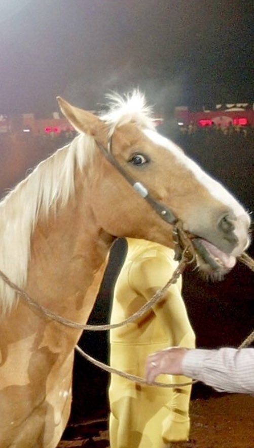 EnahsReivrej_'s tweet photo. The horse gagged “bitch I got Beyoncé on my back” https://t.co/wpRVPYjza3