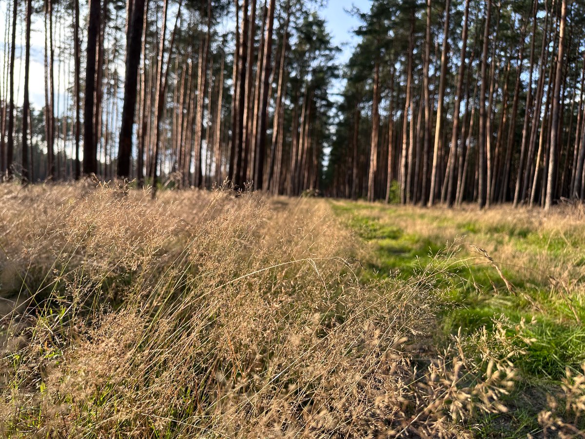 KaronMagda86451's tweet photo. #Polish #forest is beauty and magnificent at this time of year. #love to be there. Full of colours, #purple #heathers and this specific #smell of #aromaoils 😍😍😍🌲🌲🌲 https://t.co/0051q15C2R