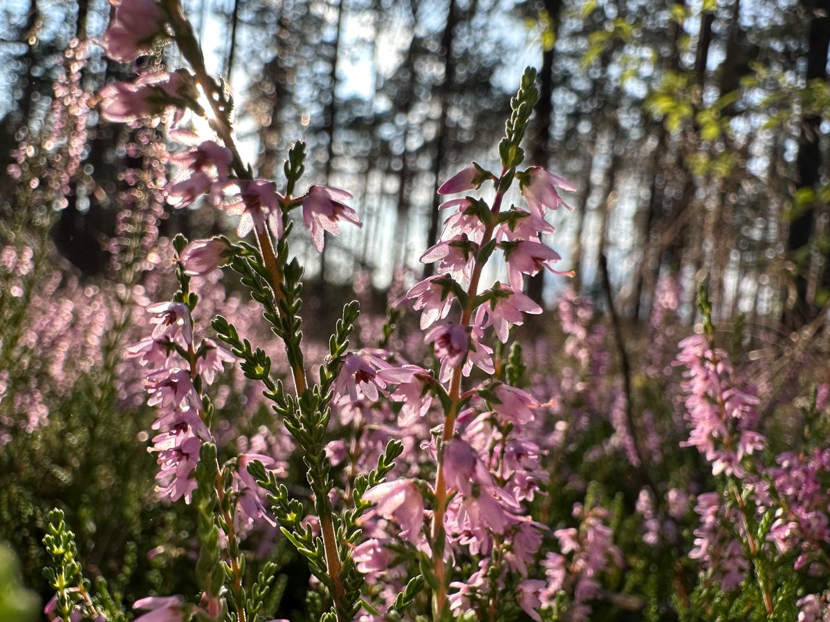 KaronMagda86451's tweet photo. #Polish #forest is beauty and magnificent at this time of year. #love to be there. Full of colours, #purple #heathers and this specific #smell of #aromaoils 😍😍😍🌲🌲🌲 https://t.co/0051q15C2R
