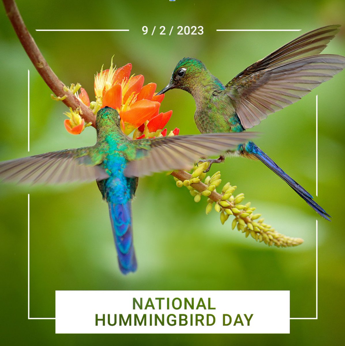 gmch's tweet photo. Happy #NationalHummingbirdDay! Today, and everyday, we honor these beautiful tiny fliers that are a sign of healing, comfort &hope for our George Mark patients, families, and staff. Our gardens are teeming with Hummingbirds! That is our inspiration for our #hummingbirdproject! https://t.co/TaWXxOcq8D