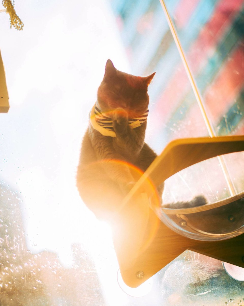 lomography's tweet photo. Hong Kong-based Photographer Nathan recently tried out the #Petzval80.5 Bokeh Control Art Lens to capture unique and dreamy portraits. In this interview, he shares the results and gives us some tips for portrait photography. Read on #Lomography: https://t.co/iJaJEhAXB7 https://t.co/IytAecf6OQ