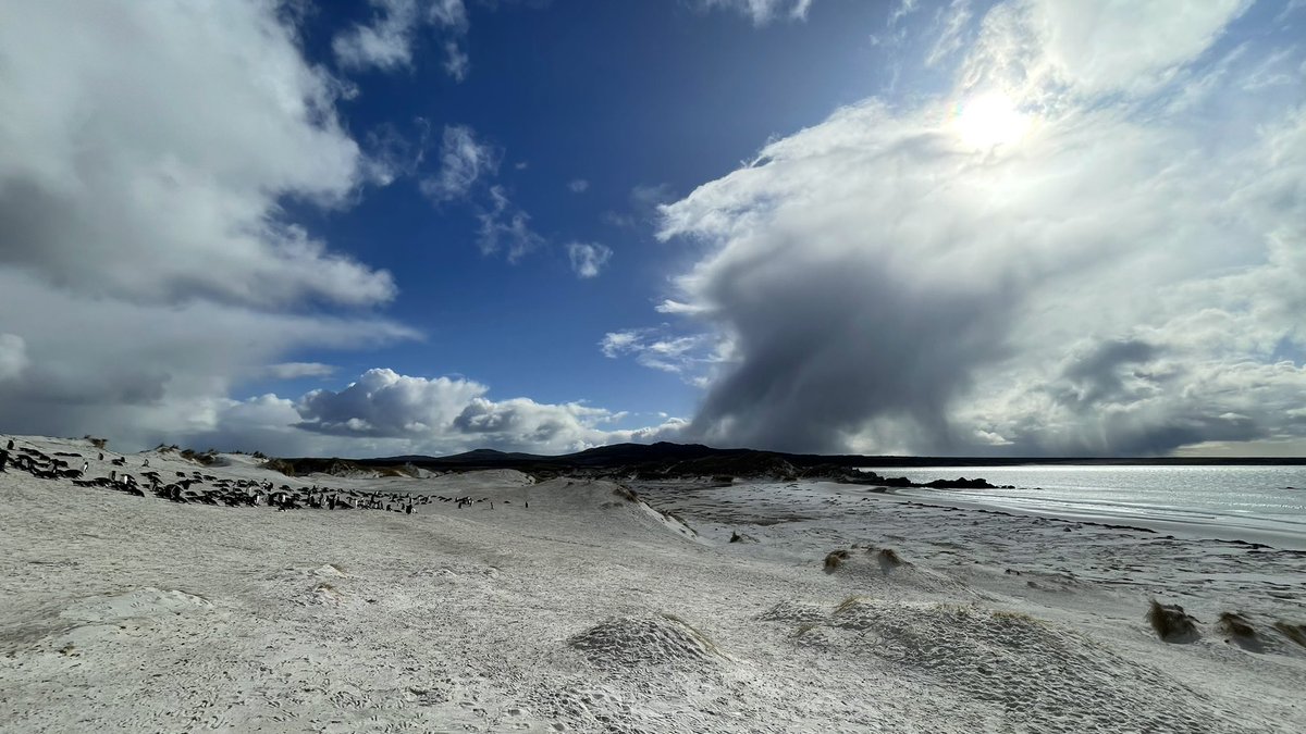 Some dramatic skies… and #floofs! 😀 #FalklandIslands #Falklands #penguins