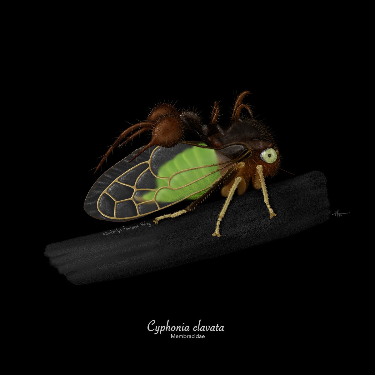Kimbe415's tweet photo. Twitter
Serie #Membrácidos de #Venezuela (algunas de mis especies favoritas).
#Membracidae, #Hemiptera. Destacan por la modificación de su pronoto, que presenta una gran variedad de colores y formas, como bulbos, halos, cuernos, espinas, hojas o imitan hormigas o avispas. https://t.co/vdF2iF8uwY