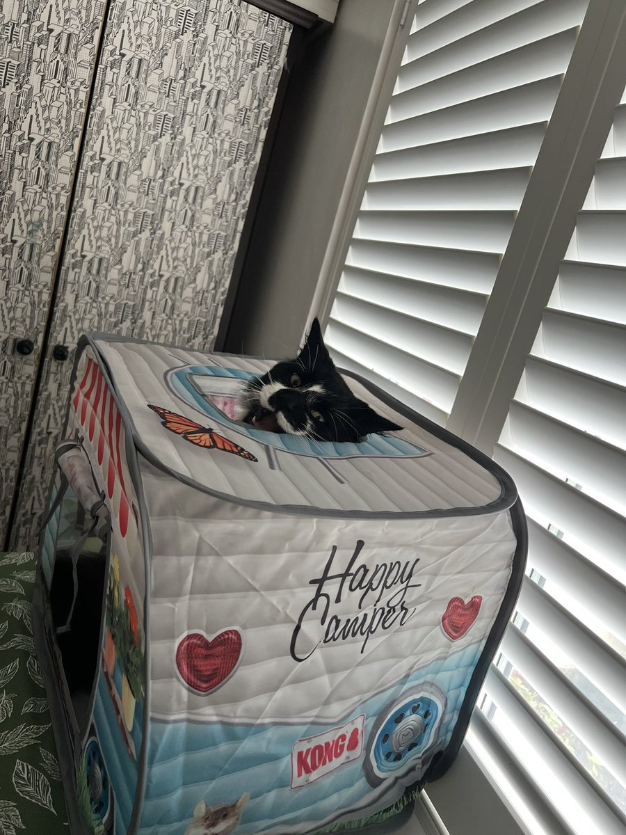 SarahjevsEvans's tweet photo. More photos of my cat in his caravan π#bemoreflash https://t.co/LtOeV51d25