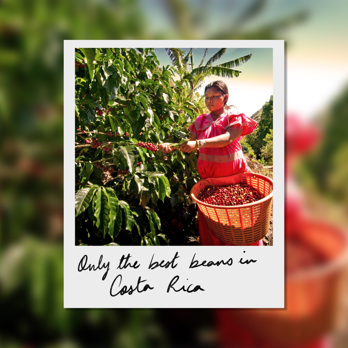 Van Gogh Vodka tweet media