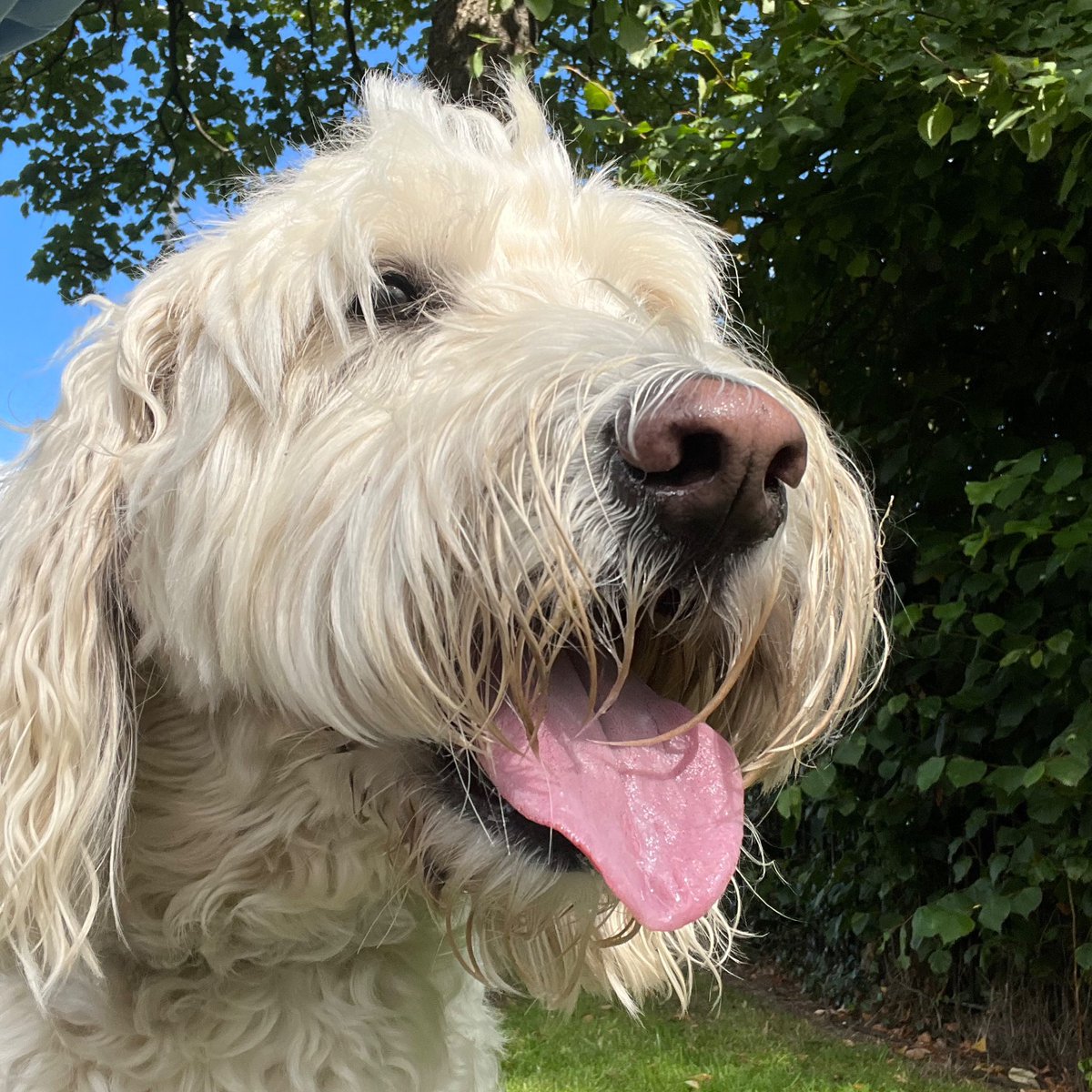RenfrewCatman's tweet photo. I had Hudson and Willow out today for a lovely walk in the sun ☀️ 

Remember I can help out at short notice with one-off or short or long term dog walking in Paisley.
I am fully insured and PVG checked. https://t.co/eC7BbTuup9
