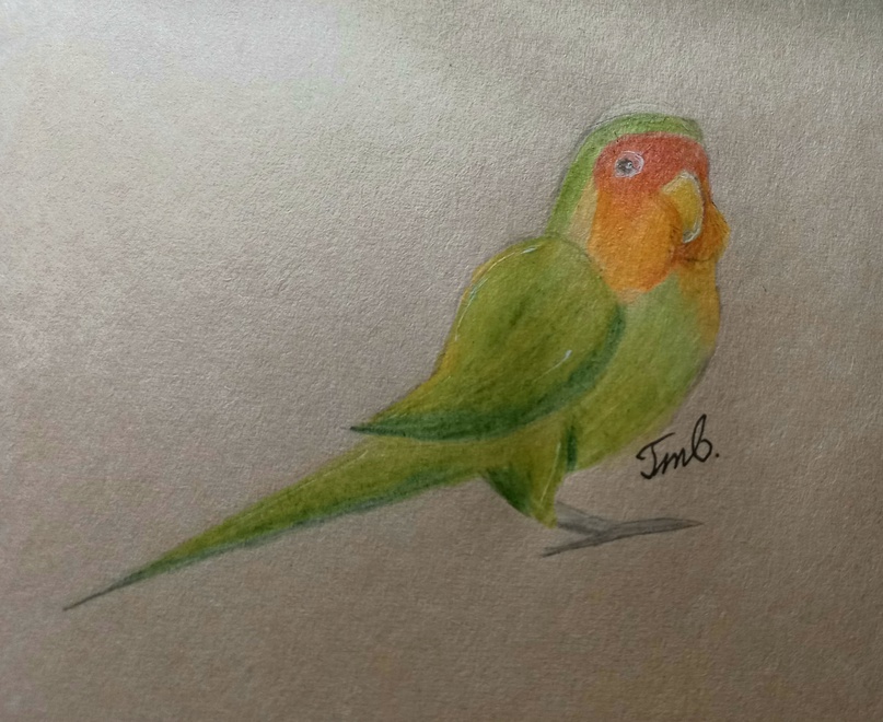 GTV_001's tweet photo. Parrots! :3 #art #animal #bird #parrot https://t.co/scpz0OhROn